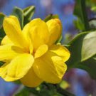 Yellow Arabian Jasmine 20 Seeds