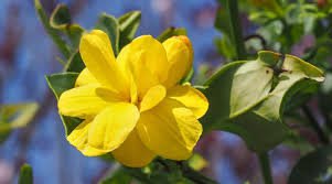 Yellow Arabian Jasmine 20 Seeds