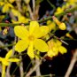 Yellow Arabian Jasmine 20 Seeds