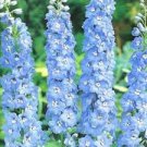 Delphinium Light Bright Blue Colors 240 Seeds
