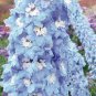 Delphinium Light Bright Blue Colors 240 Seeds