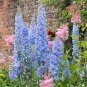 Delphinium Light Bright Blue Colors 240 Seeds
