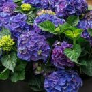 Hydrangea 2 Colors Available 100 Seeds