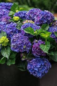 Hydrangea 2 Colors Available 100 Seeds