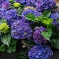 Hydrangea 2 Colors Available 100 Seeds