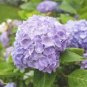 Hydrangea 2 Colors Available 100 Seeds