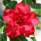 Desert Rose Bright Dark Red Double Flowers 4 Seeds