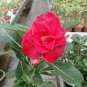 Desert Rose Bright Dark Red Double Flowers 4 Seeds