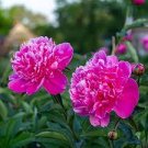 Exotic Double Peony Red Double Flowers Ball Type 20 Seeds