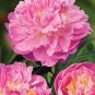 Exotic Double Peony Red Double Flowers Ball Type 20 Seeds