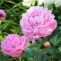 Exotic Double Peony Red Double Flowers Ball Type 20 Seeds