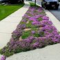 Creeping Thyme Rock CRESS Plant Mixed Pink and White Colors 400 Seeds