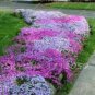 Creeping Thyme Rock CRESS Plant Mixed Pink and White Colors 400 Seeds