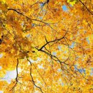Yellow Maple Tree 200 Seeds