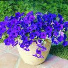 Hanging Petunia Flower Dark Blue Color 400 Seeds