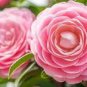 Common Camellia Pink Flowers 100 Seeds