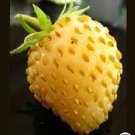 Giant Strawberry Yellow Color 600 Seeds