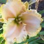 Daylily Flower White Flowers with Light Orange Flowers 300 Seeds