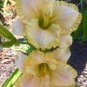 Daylily Flower White Flowers with Light Orange Flowers 300 Seeds