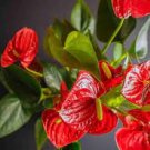 Red Anthurium 200 Seeds