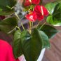 Red Anthurium 200 Seeds