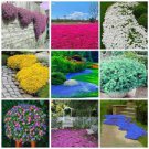 Creeping Thyme Mixed 9 Colors 200 Seeds