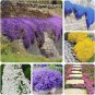Creeping Thyme Mixed 9 Colors 200 Seeds