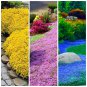 Creeping Thyme Mixed 9 Colors 200 Seeds