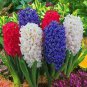 Hyacinth Mixed Colorful Flowers 600 Seeds