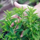 Vanilla Stevia Green Color 200 Seeds