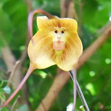 Monkey Face Orchids Whitish Light Brown Flowers 400 Seeds