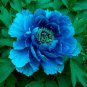 Paeonia Lactiflora Sky Blue Double Flowers 20 Seeds