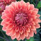 Dahlia Flower Goldenish Red Double Flowers 200 Seeds
