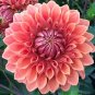 Dahlia Flower Goldenish Red Double Flowers 200 Seeds