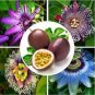 Passiflora Fruits Mixed 9 Types 200 Seeds