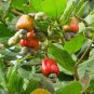 Cashew Tree 10 Seeds