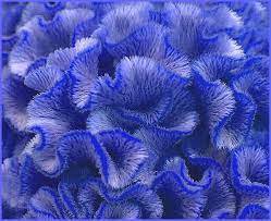 Celosia Cristata Blue Color 400 Seeds