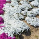 Creeping Thyme White Red Available 200 Seeds