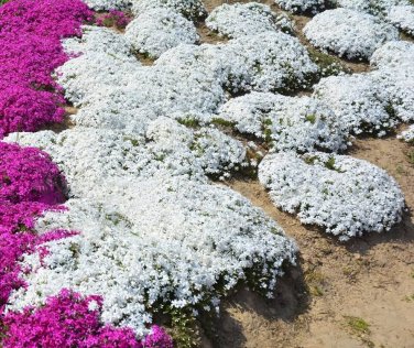 Creeping Thyme White Red Available 200 Seeds