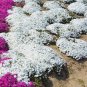 Creeping Thyme White Red Available 200 Seeds