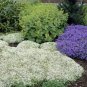 Creeping Thyme White Red Available 200 Seeds