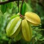 Carambola 2 Types Available 100 Seeds