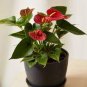 Anthurium Dark Red Flowers 200 Seeds