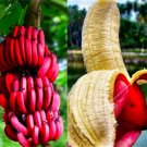Dwarf Banana Tree Red Skin 200 Seeds