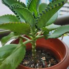 Spurge Fan-Shaped Succulent 600 Seeds