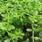 Ground Cover Green Herniaria Glabra 200 Seeds
