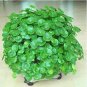 Hydrocotyle Vulgaris 200 Seeds
