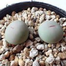 Ball Conophytum vanzylii Lithop 200 Seeds