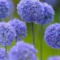 Giant Allium Giganteum 200 Seeds