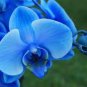 Phalaenopsis Orchid, Phalaenopsis Flower Sky Blue Flowers with Black Spots 200 Seeds
